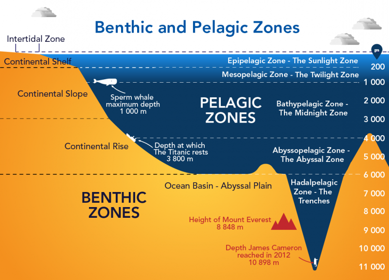 [Image: Benthic_Pelagic_Zones.png?itok=9U0Ac8z_]